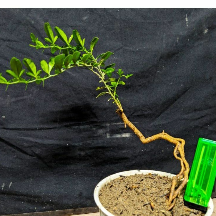 bahan bonsai jeruk kingkit mame