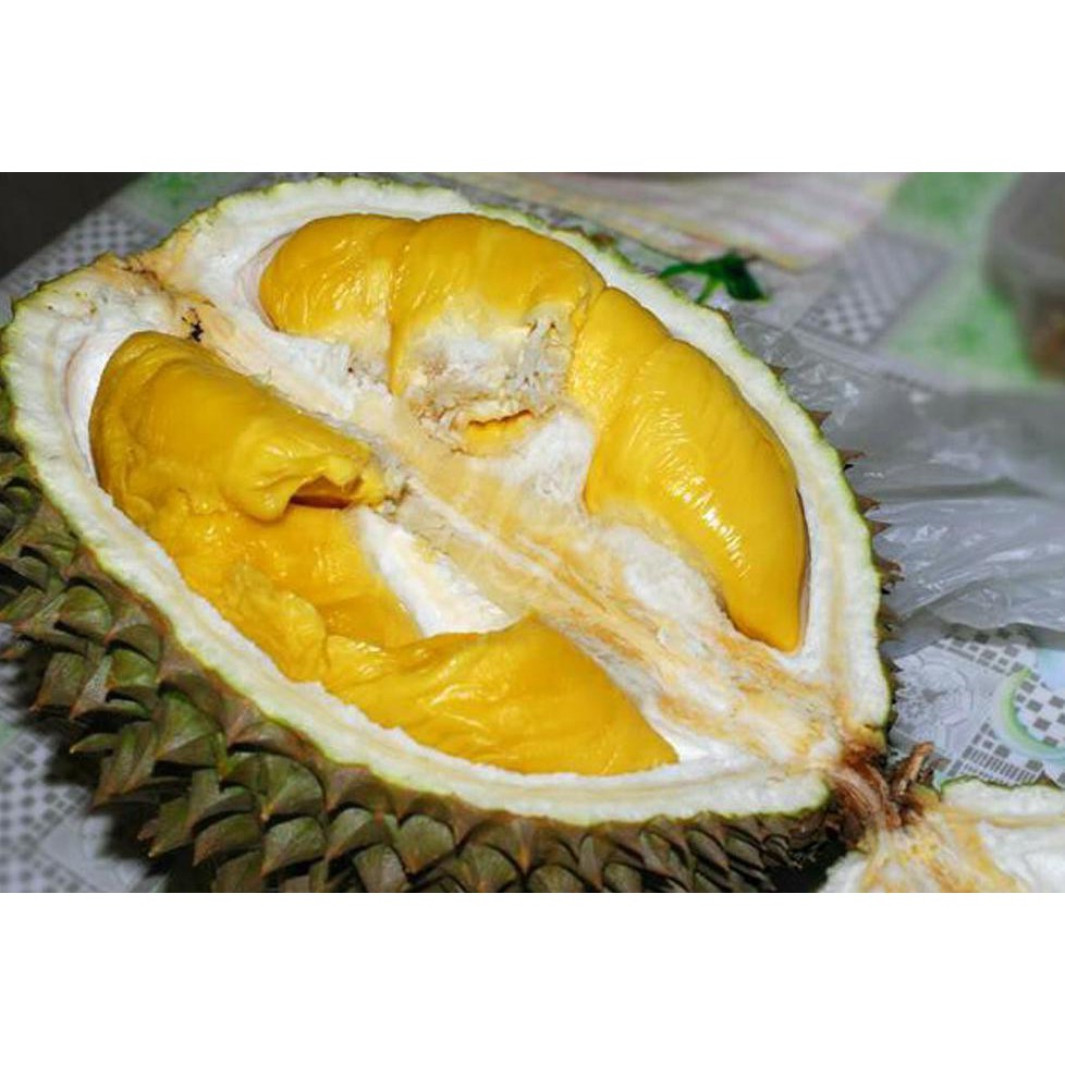 #_# BIBIT TANAMAN BUAH DURIAN MATAHARI *_*