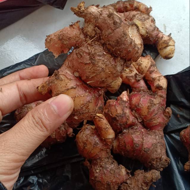 

Jahe merah kalimantan