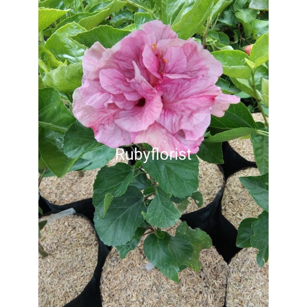 Tanaman Kembang Sepatu Hibiscus Ungu Tumpuk jumbo/Bangkok