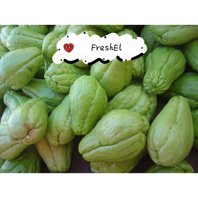 

FreshEl - LABU SIAM 1pcs