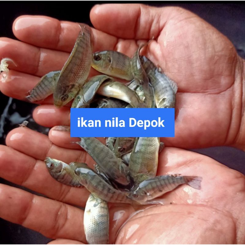 jual bibit ikan nila nirwana 1 paket isi 250 ekor