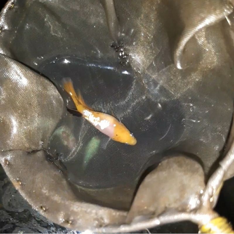 cupang hias jenis plakat yellow fancy (female)