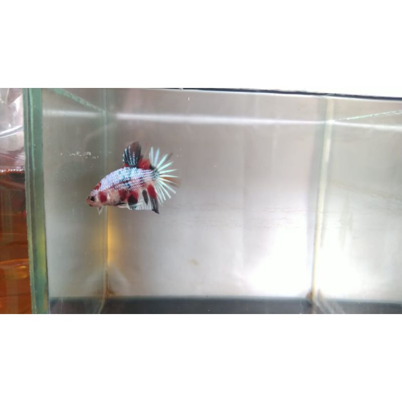 

Cupang KoiNemoMulti