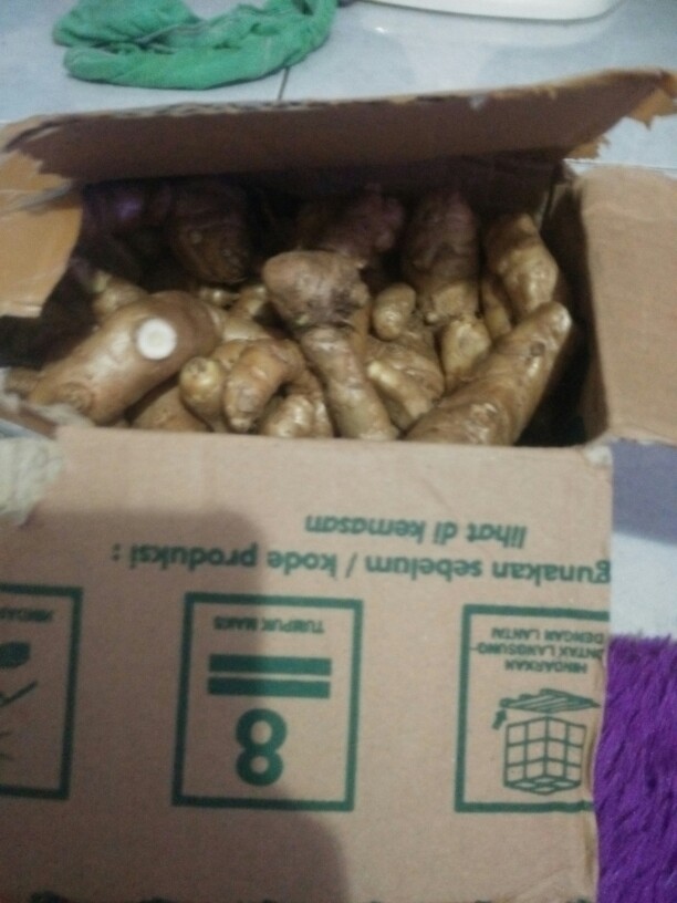 Kunyit Putih/temu Putih Fresh1 Kg