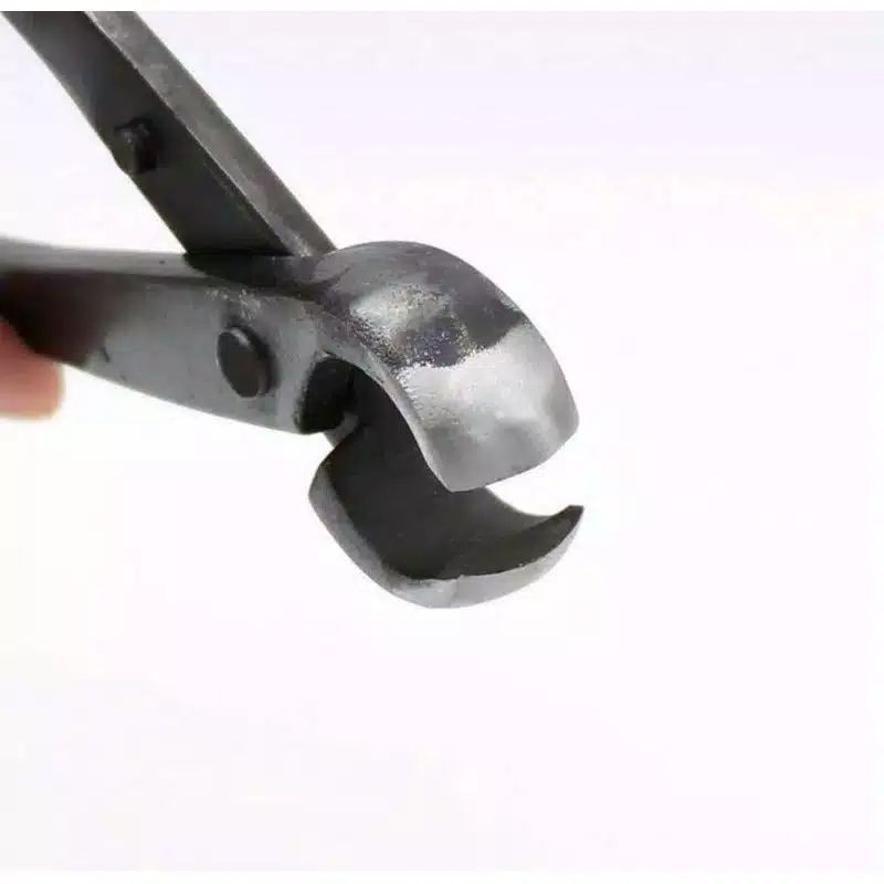 Catut Catok Krekut Mata Cembung Bonsai Import Termurah Berkualitas