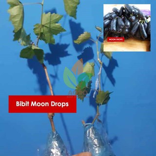  Bibit  Anggur Import Moondrop Sweet Sapphire Shopee  Indonesia