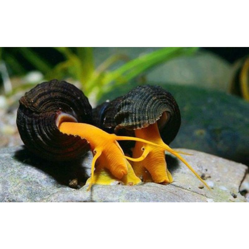Orange Rabbit Snail paket 50 ekor