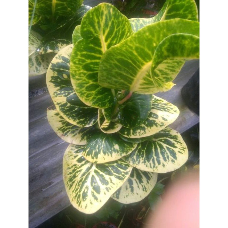 bibit unggul puring apel sritanjung big murah berkualitas