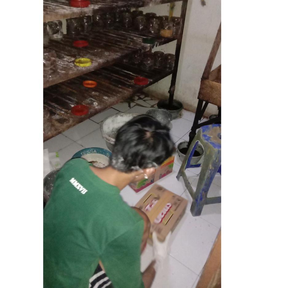 [PROMO 0EW81] Bibit semut rangrang penghasil kroto super Stock Banyak