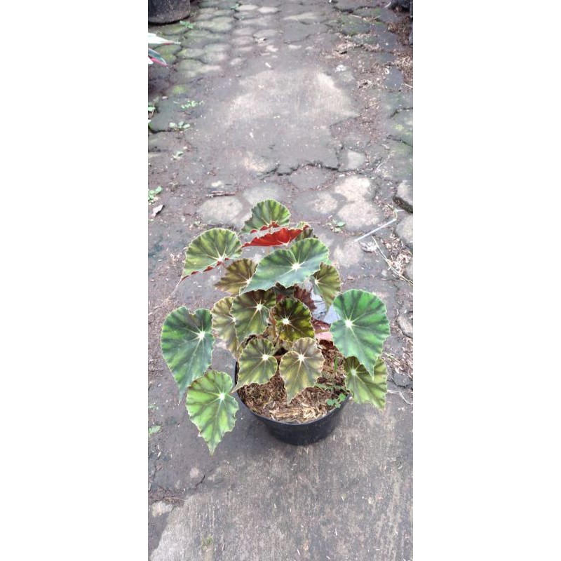 

BIBIT BUNGA BEGONIA