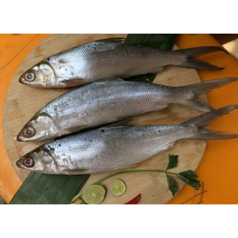 

Ikan Bandeng Segar 500gr