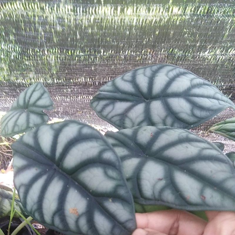 Alokasia silver/keladi tengkorak.