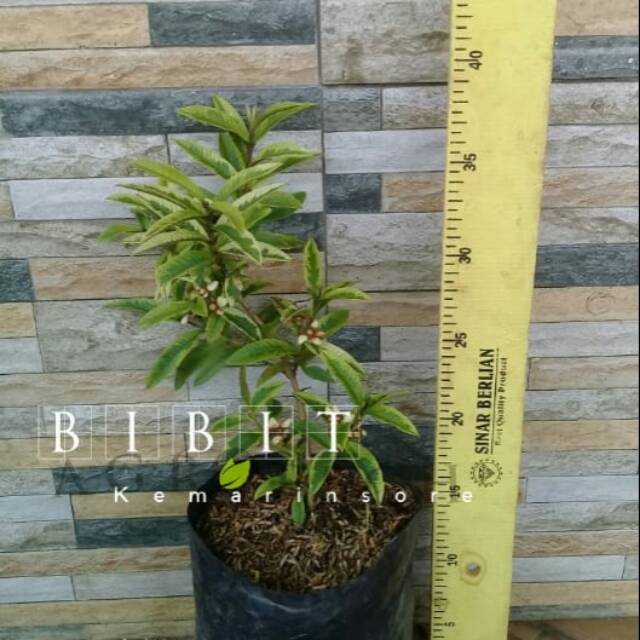 Bibit Jambu Kerikil Variegata Cangkok Cepat Berbuah