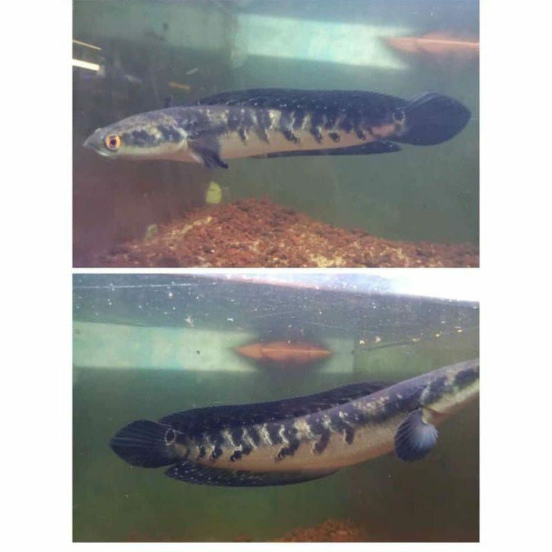 maru yellow sentarum 25-30cm