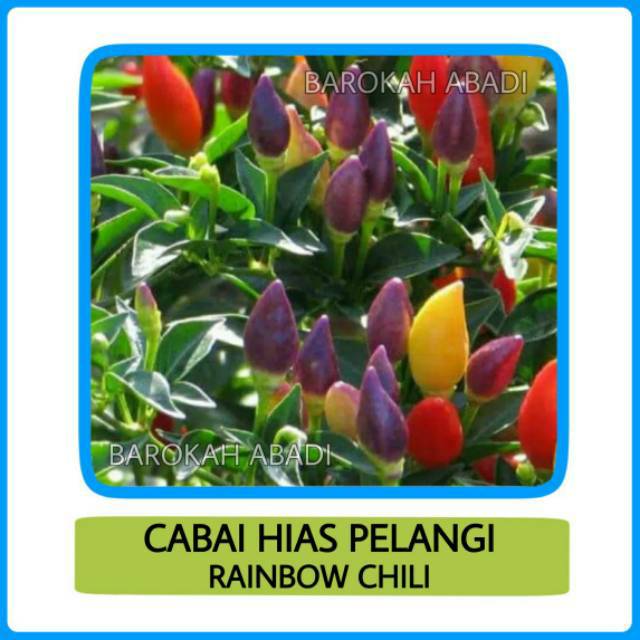 Benih Bibit Biji Rainbow Chili Cabai Cabe Pelangi SEROJA 2 bj