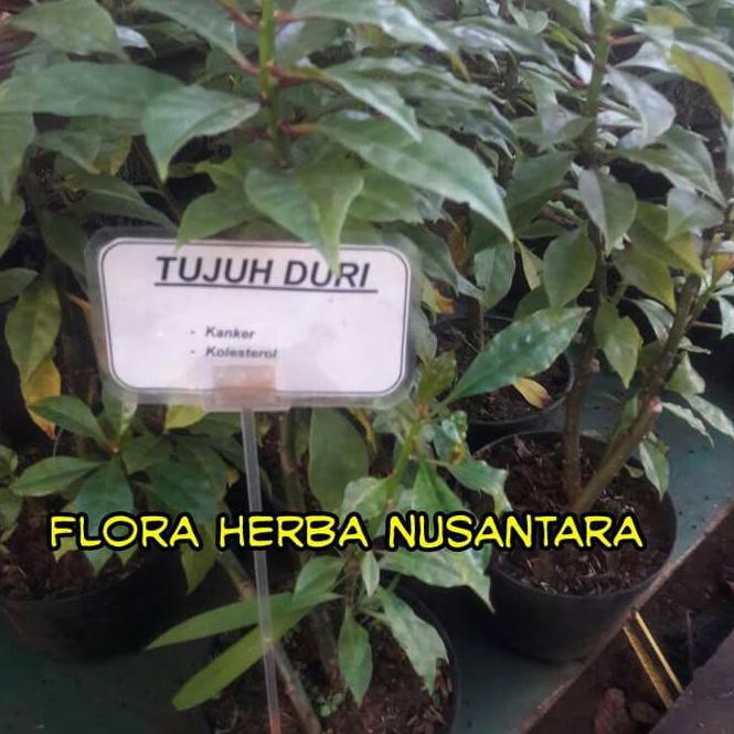 ◄►KNT◄► Bibit Tanaman Obat Tujuh Jarum Tujuh Duri ..