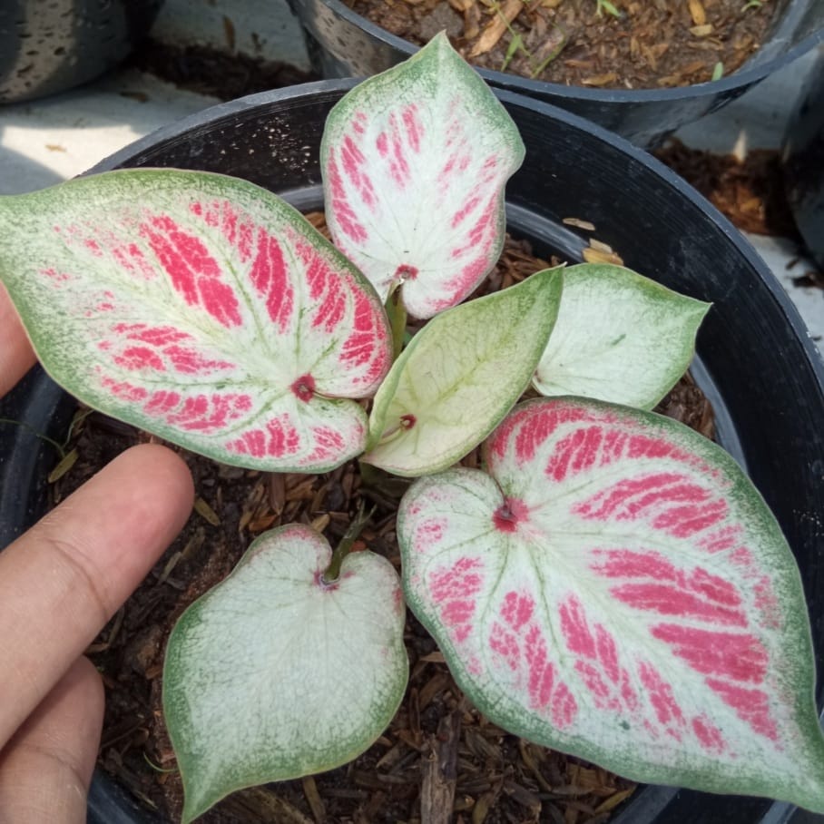 Keladi White Bone Tanaman Hias Hidup Bibit Bunga Caladium White Bone Murah Bukan Bonggol