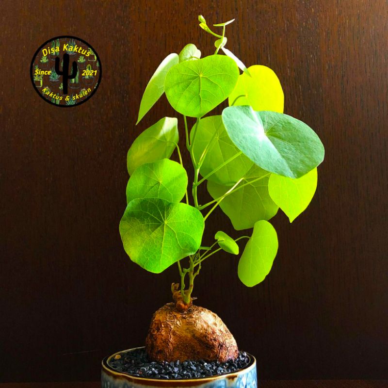 KAKTUA SKULEN - stephania venosa caudex (bahan)