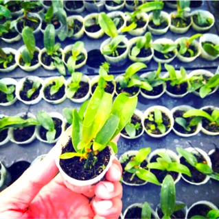 Tanaman hias anggrek Cattleya seedling Shopee Indonesia Tanaman hias anggrek Cattleya seedling Shopee Indonesia