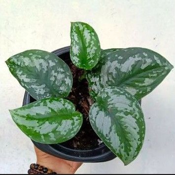 Tanaman hias hidup tanaman bunga gantung scindapsus exotika scindapuspicus