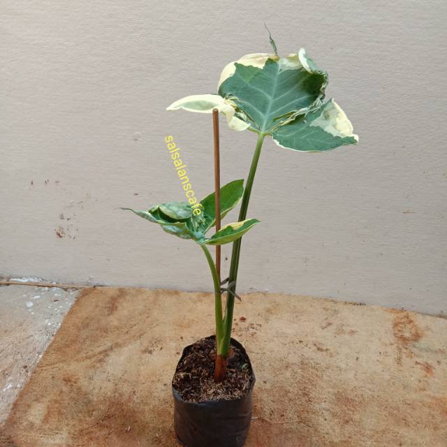 Pohon Keladi Kantong Semar-Tanaman Chaladium Kantong Semar