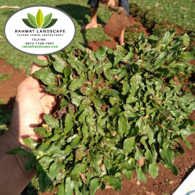 Rumput gajah mini super / rumput taman / rumput gajah mini / rumput gajah