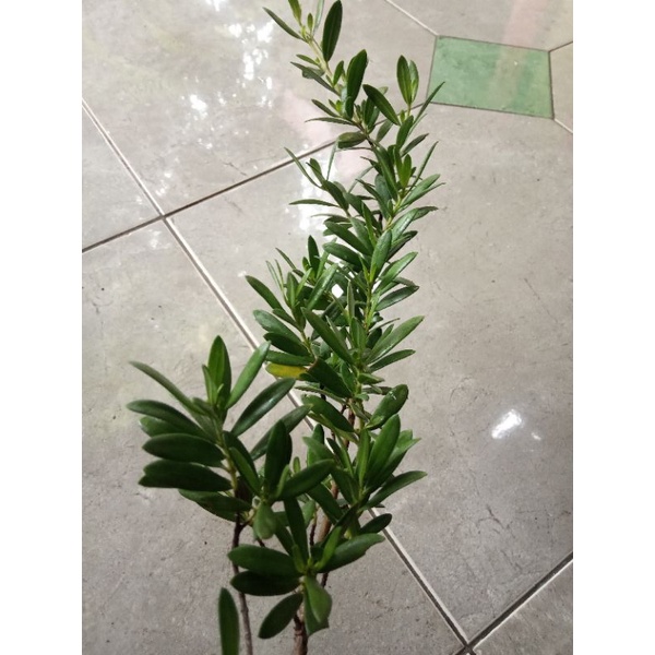 Bibit Santigi Karang Super Ekor Tupai Turun Cangkok