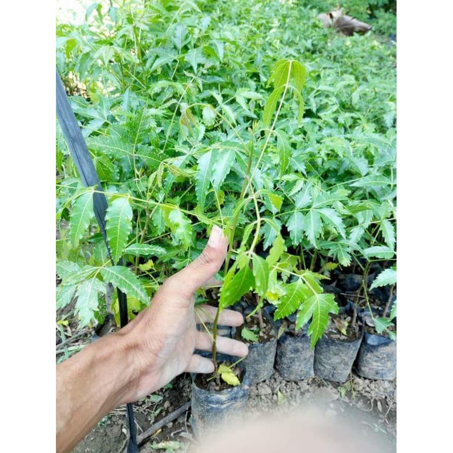 Diskon Bibit Pohon Daun Mimba Mimbo Murah ch4t