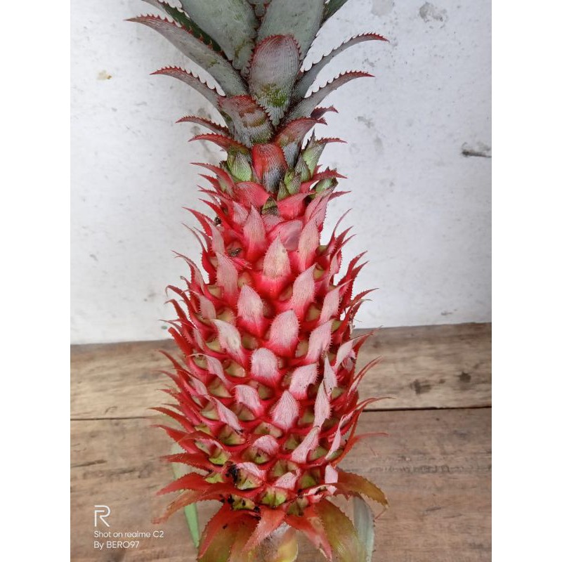 

jual nanas merah nanas hutan press 1 kg segar.