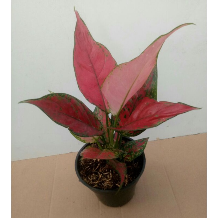 Aglaonema Red King