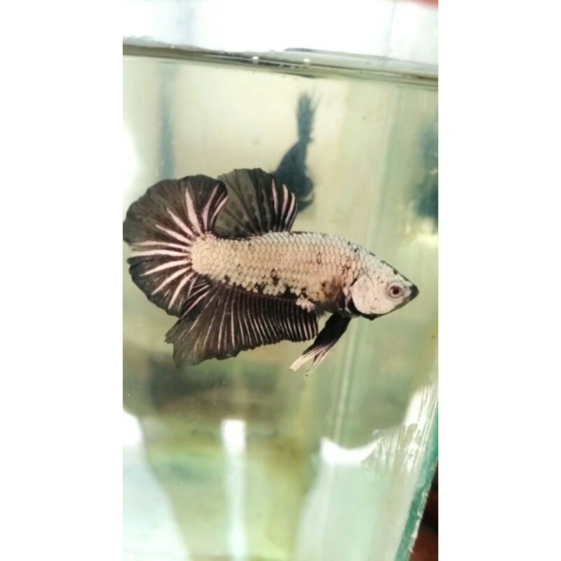 cupang hias dragon black white/line samuray