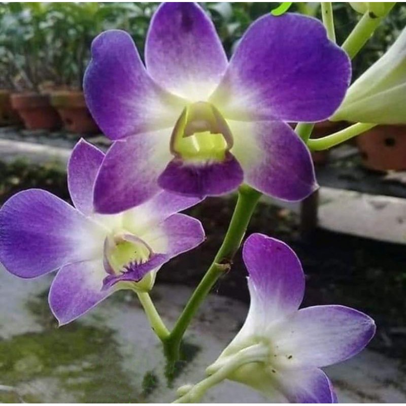 Pohon Anggrek Dendrobium Blue Angel