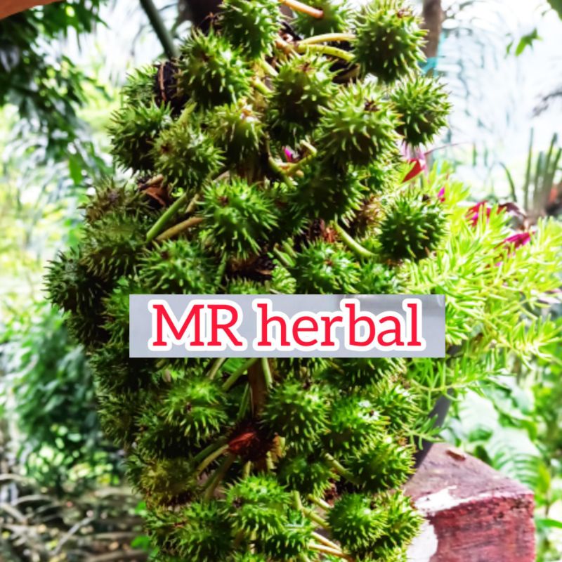 

Jual buah jarak atau kaliki merah