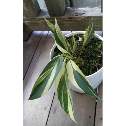 tanaman hias scindapsus coreaceus varigata