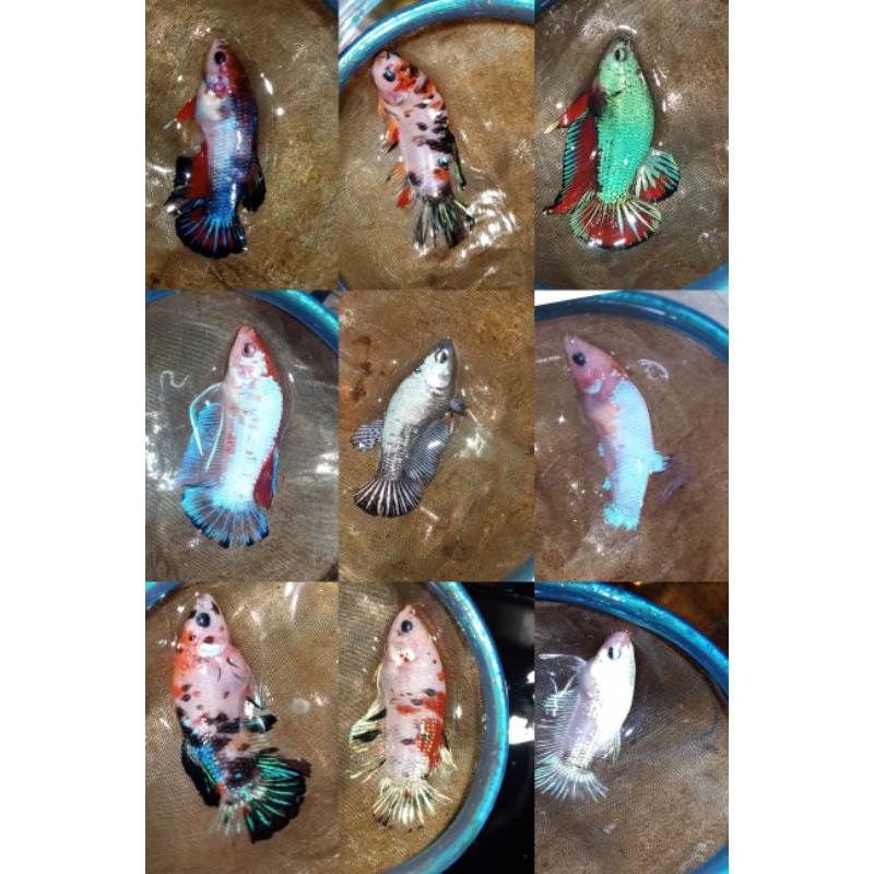Bahanan Koi ,nemo , fancy ,samurai ,hmpk 50-60% tingkat mutasi