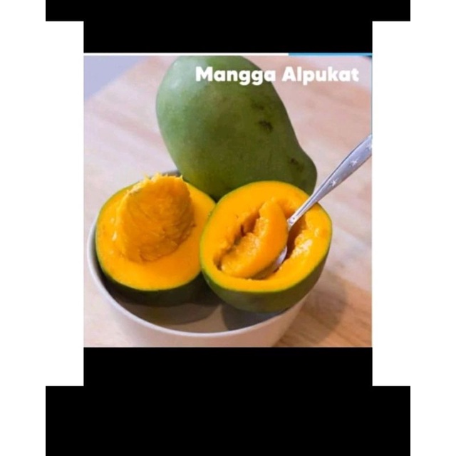 

MANGGA ALPUKAT atau disebut juga dengan nama lain MANGGA KLONAL 21 ASLI BANGIL PASURUAN