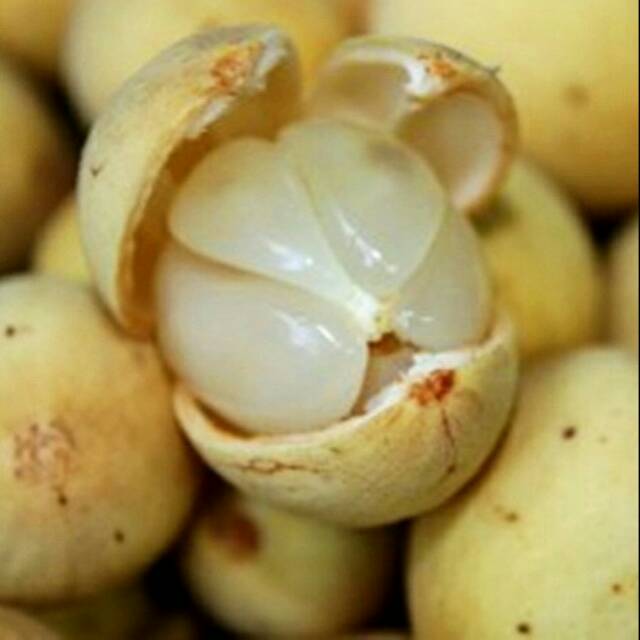 

Buah Duku Palembang - Gallerymangagus