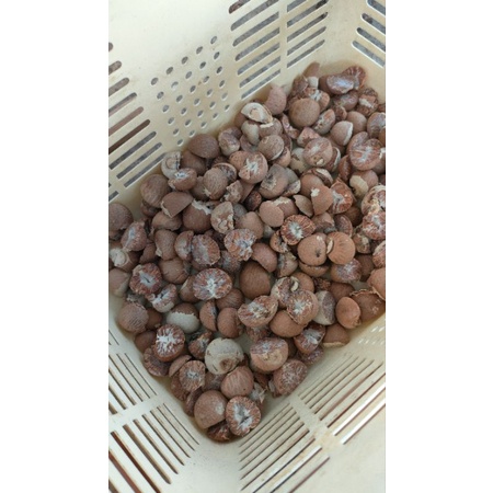 

PINANG KERING SUPER BELAH DUA