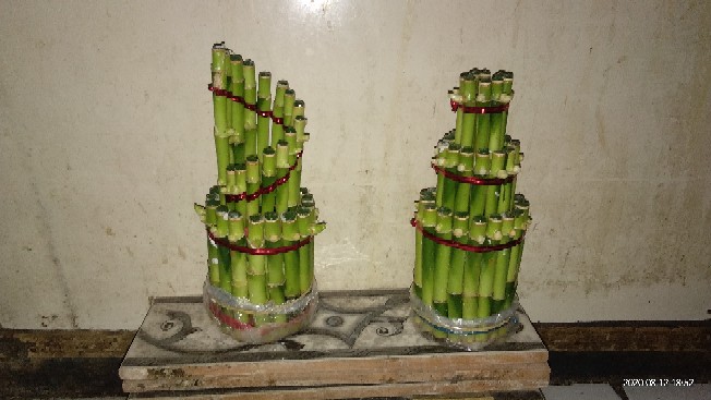 Bambu Hoki | Pagoda | Mahkota | Spiral