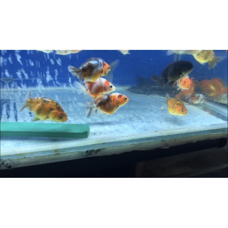 Ikan Mas Koki Ranchu PW/Calico