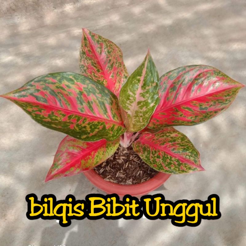 bunga aglonema Yohana super_bunga aglonema Yohana super