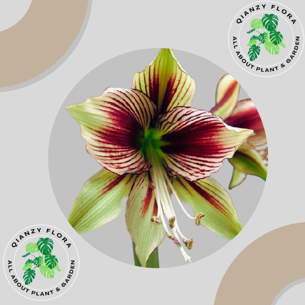 Tanaman hias bakung amaliris Hijau - bunga bakung Hijau - amarilis hijau -Tanamanhidup-bungahidup-bu