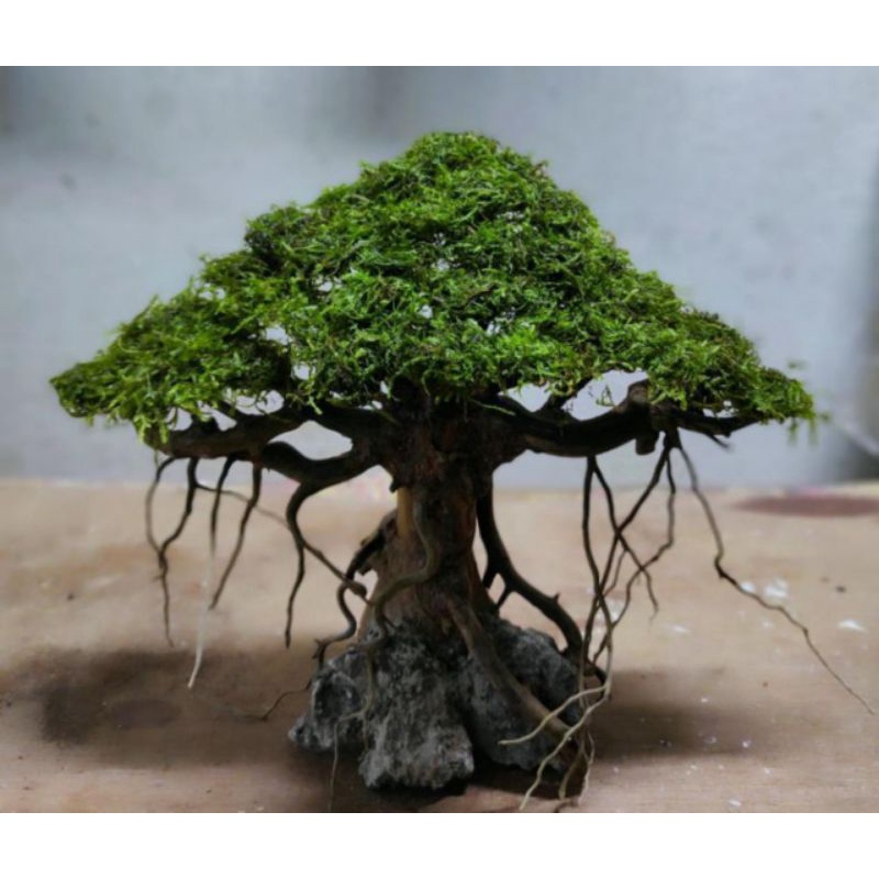 POHON BONSAI AQUASCAPE BERINGIN/bonus tanaman/COD