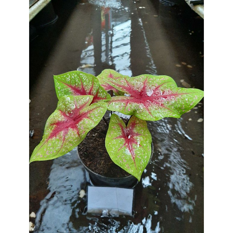 Tanaman Hias Caladium / KELADI Hias Remaja Tears of The Sun