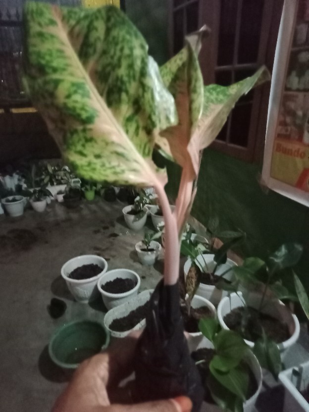 Paket 5 Tanaman Aglonema - Agolaonema - Bunga Aglonema - Paket Aglonema Murah