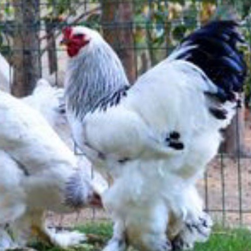 

telur ayam hias brahma untuk ditataskan