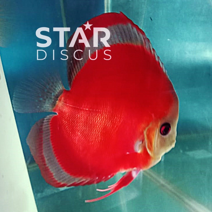 Discus San Merah mulai ukuran 1 cm