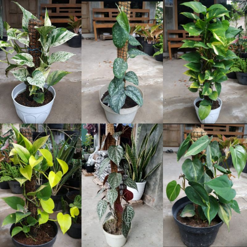 TANAMAN HIAS ANEKA PHOTOS RIMBUN, SIRIH GADING, ANEKA SIRIH FREE TURUS