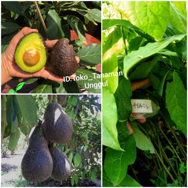 Bibit Alpukat Hass
